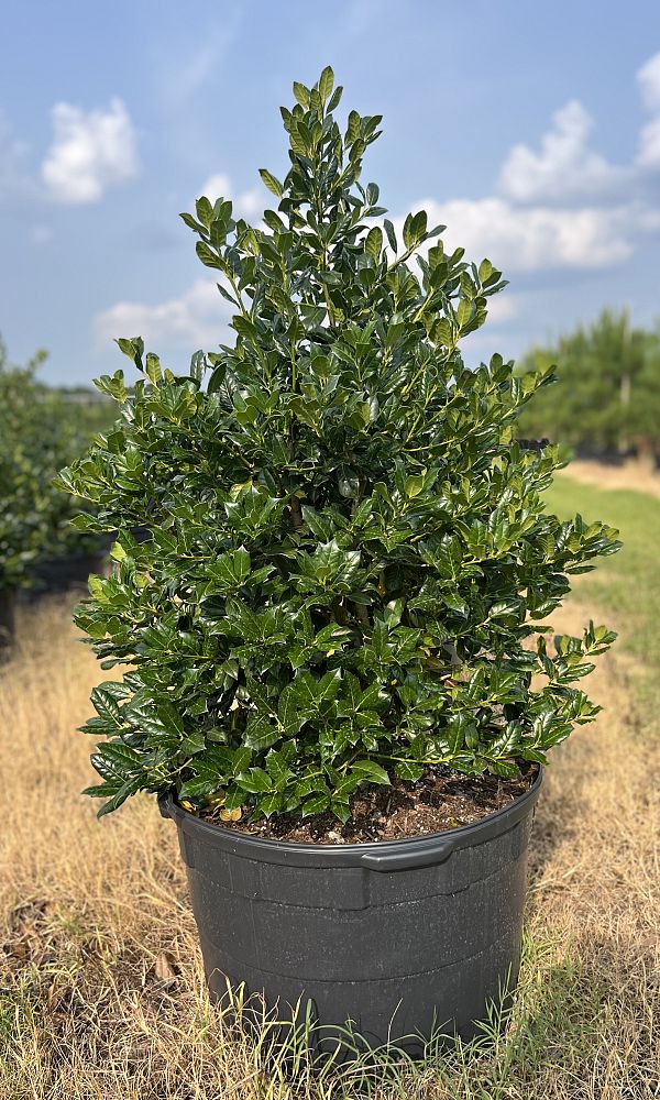 ilex-nellie-r-stevens-holly