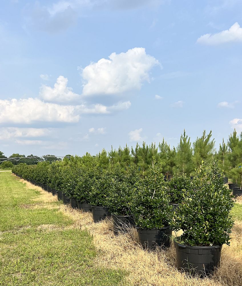 ilex-nellie-r-stevens-holly