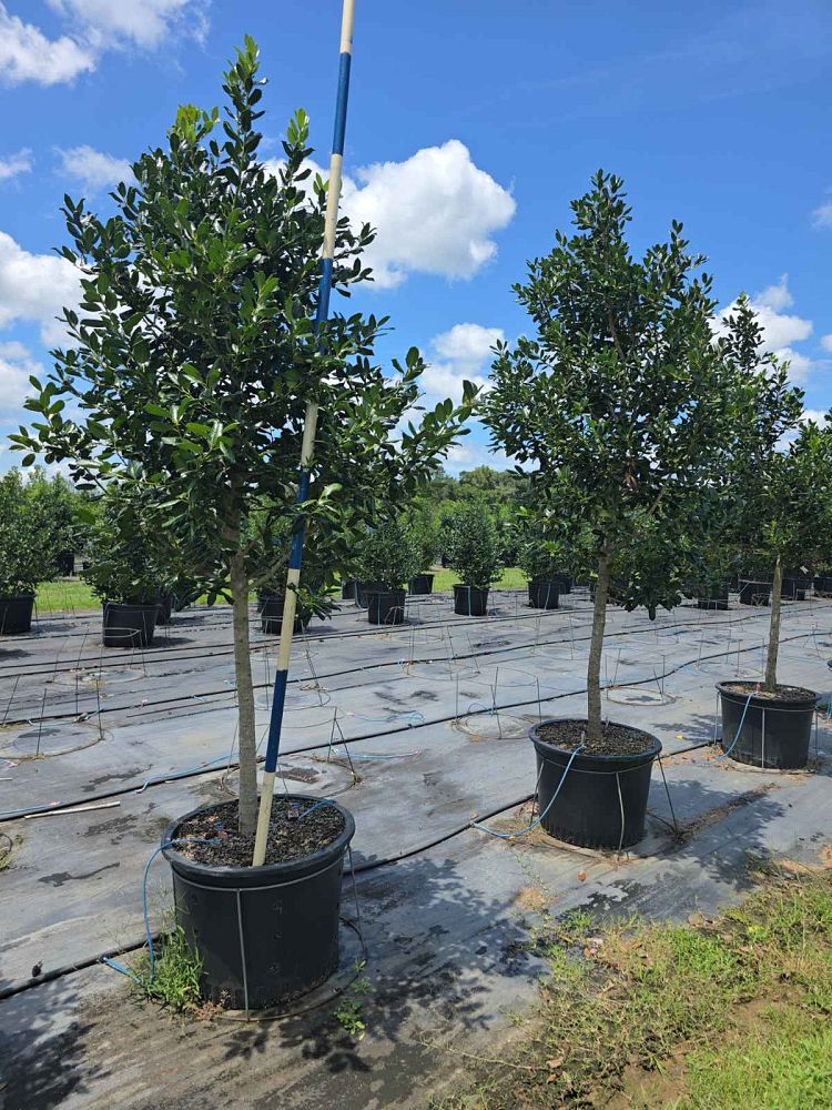 ilex-nellie-r-stevens-holly