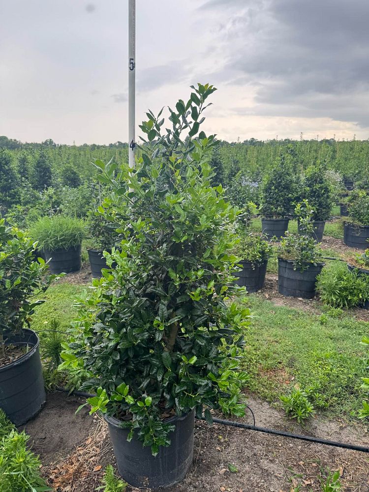 ilex-nellie-r-stevens-holly