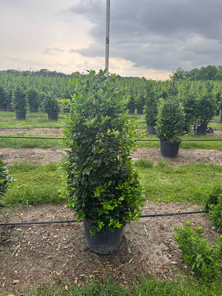 ilex-nellie-r-stevens-holly