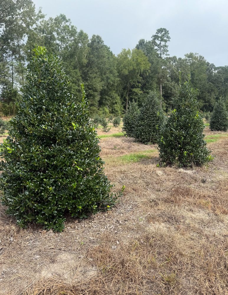 ilex-nellie-r-stevens-holly