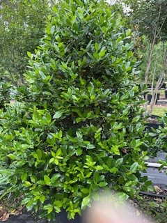 ilex-nellie-r-stevens-holly
