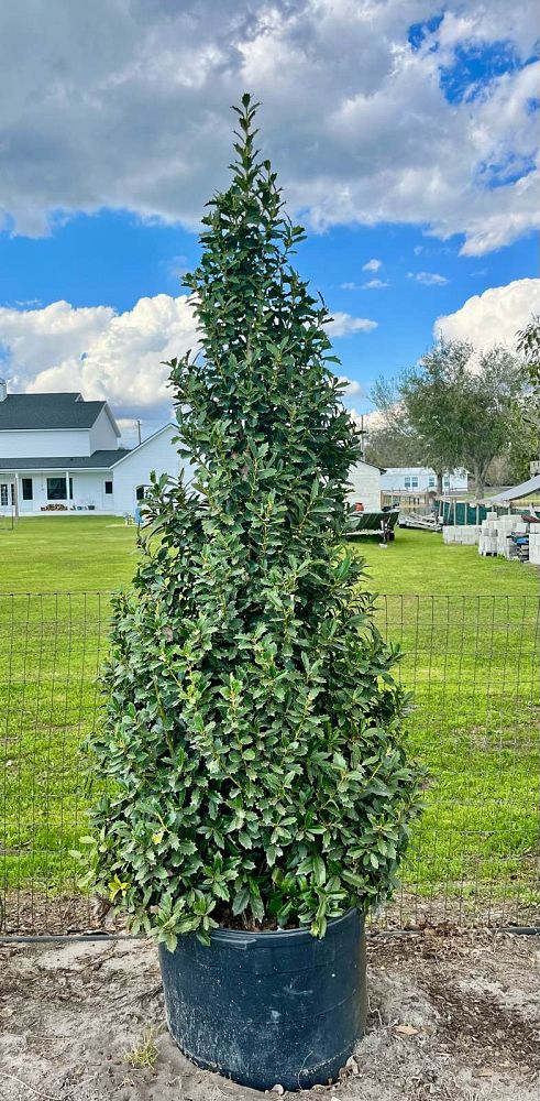 ilex-oakleaf-variegated-holly