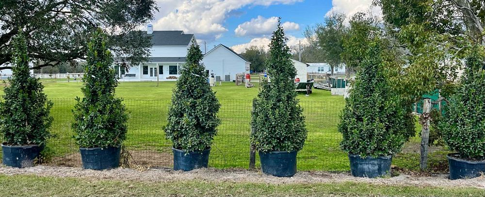 ilex-oakleaf-variegated-holly