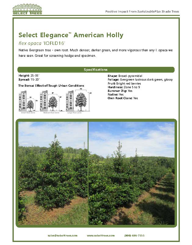 ilex-opaca-american-holly