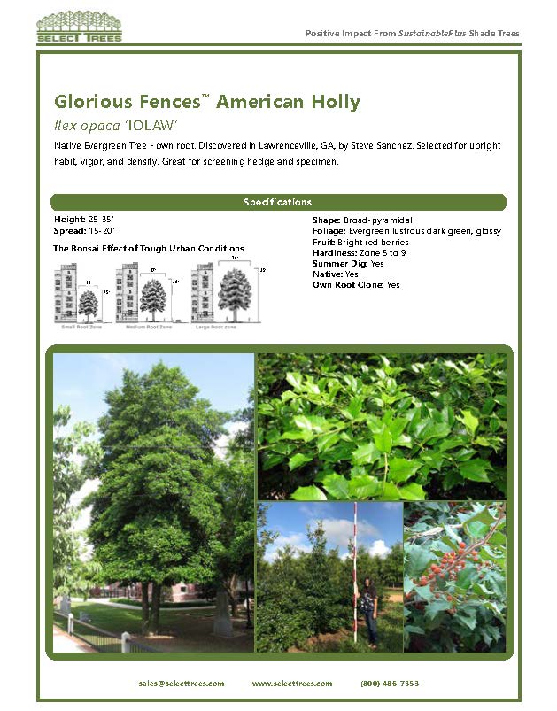 ilex-opaca-american-holly