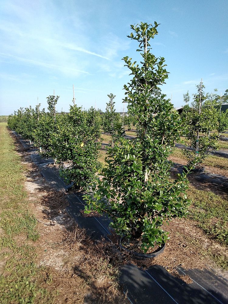 ilex-opaca-american-holly