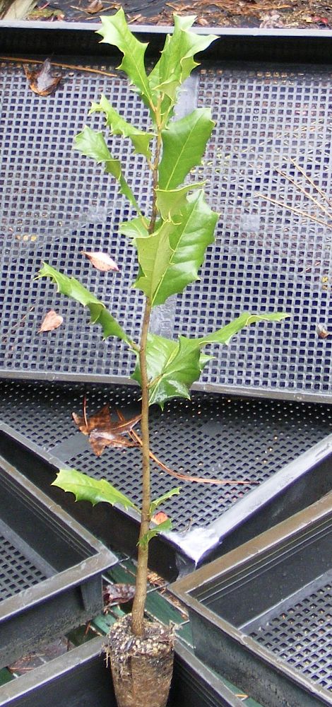 ilex-opaca-american-holly