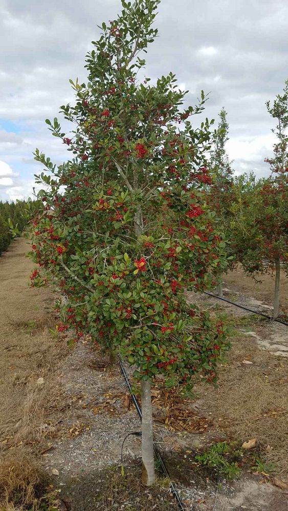 ilex-opaca-american-holly