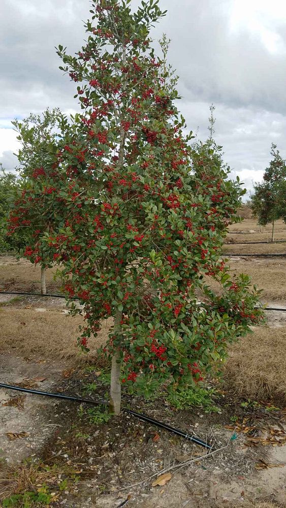 ilex-opaca-american-holly