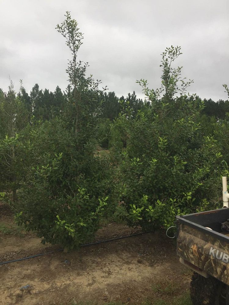 ilex-opaca-american-holly