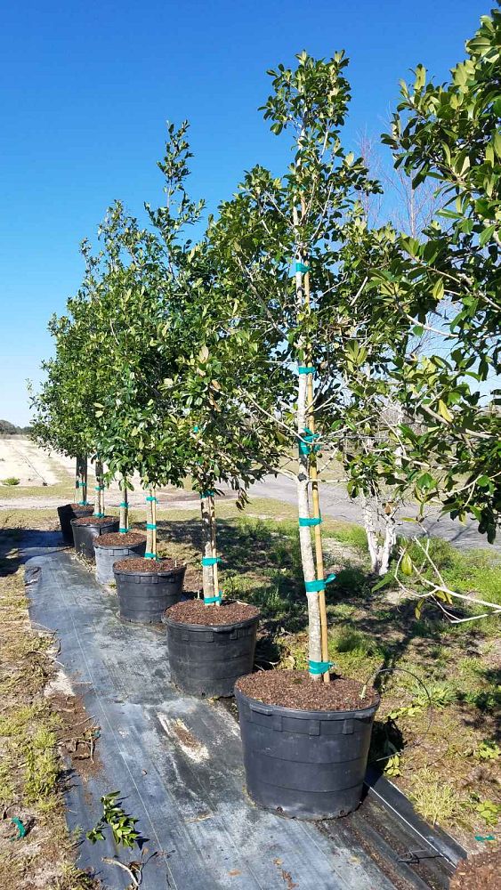 ilex-opaca-american-holly