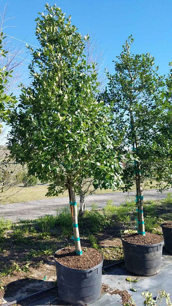 ilex-opaca-american-holly