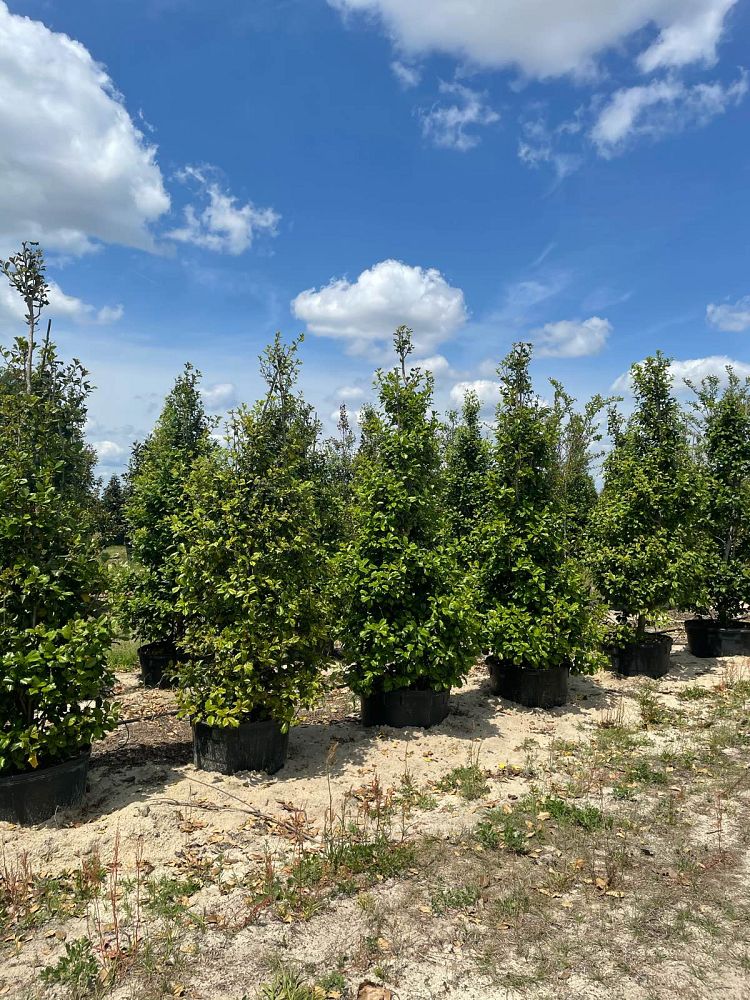 ilex-opaca-american-holly