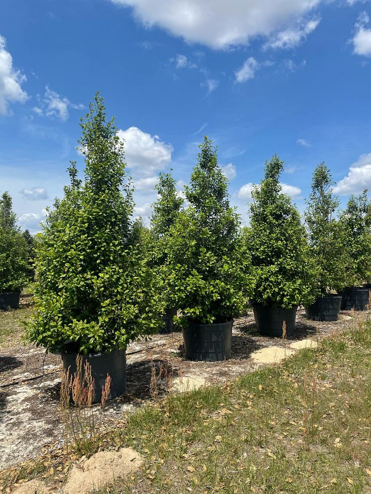 ilex-opaca-american-holly