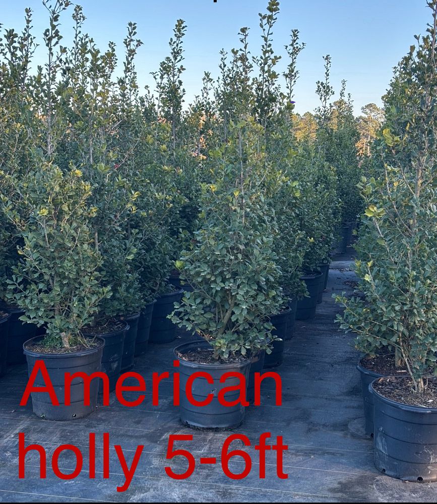 ilex-opaca-american-holly