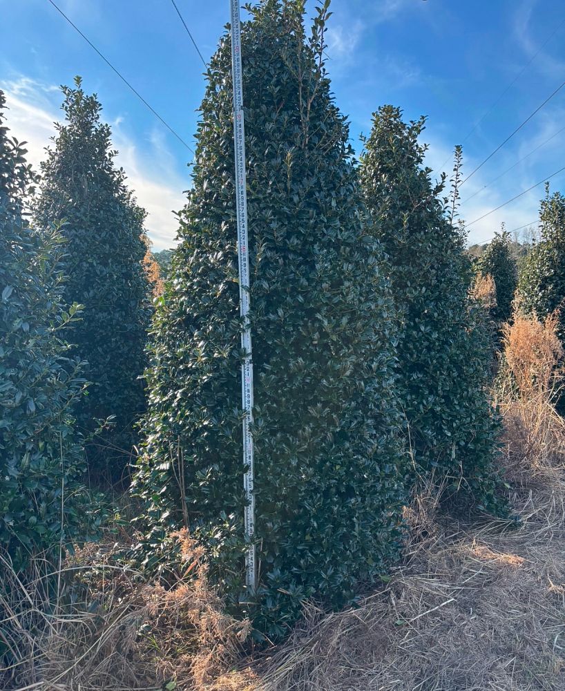 ilex-opaca-american-holly