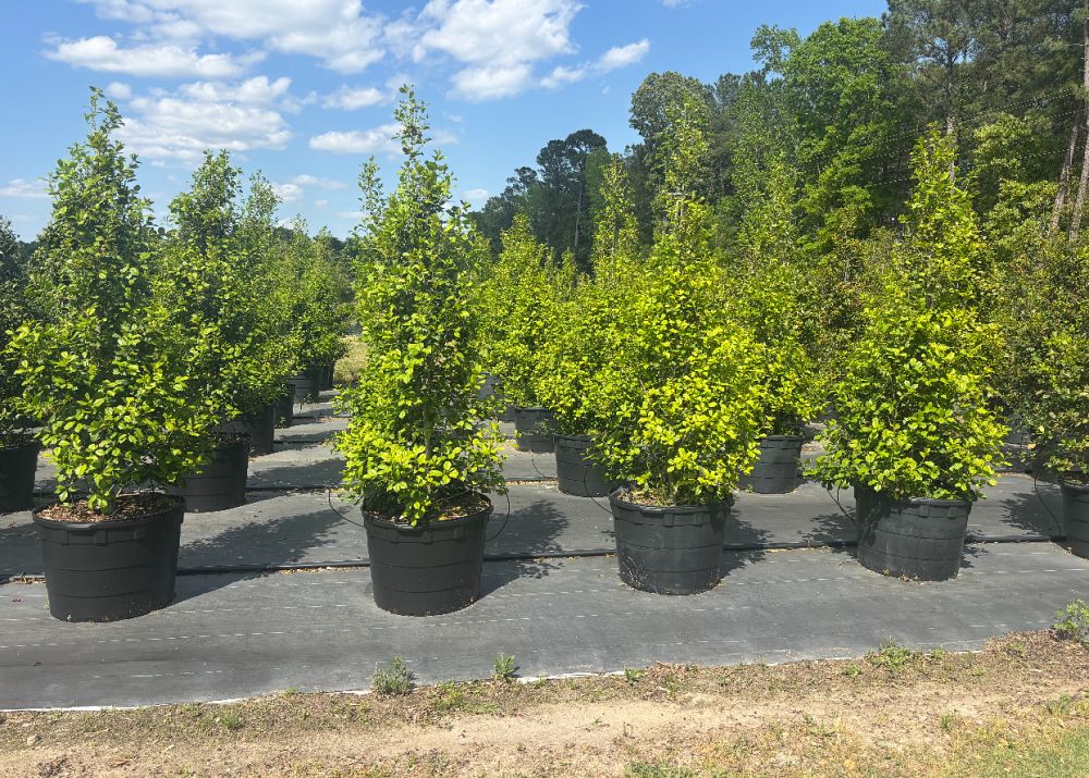 ilex-opaca-american-holly