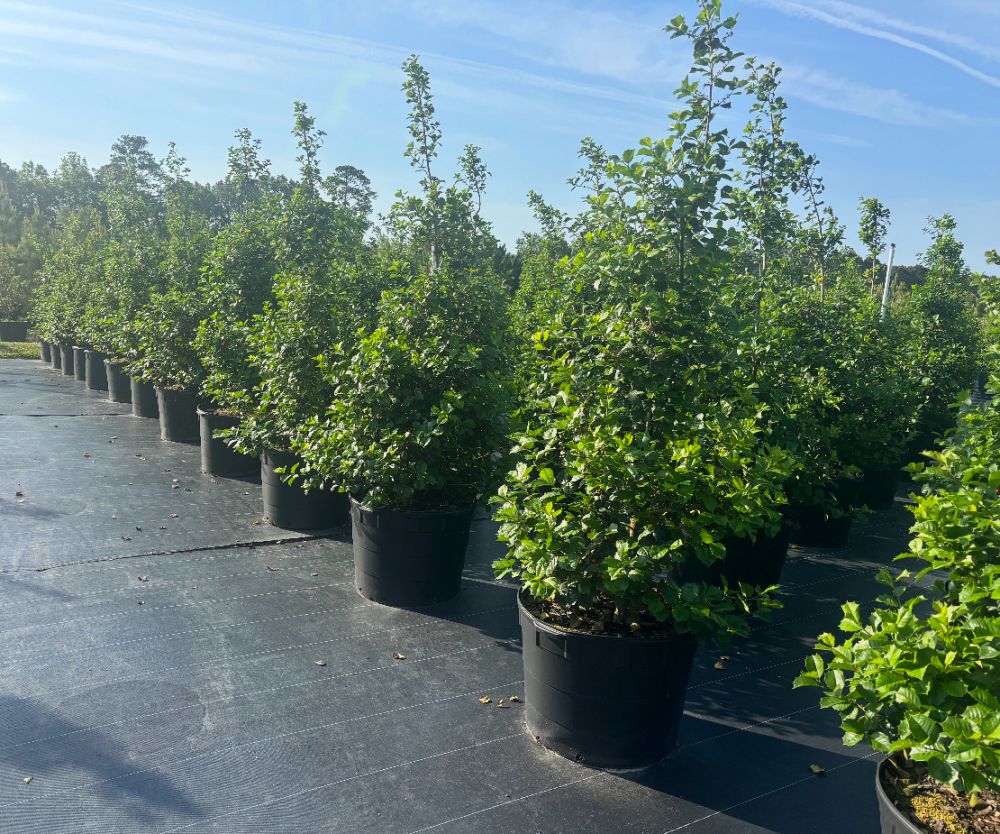 ilex-opaca-american-holly