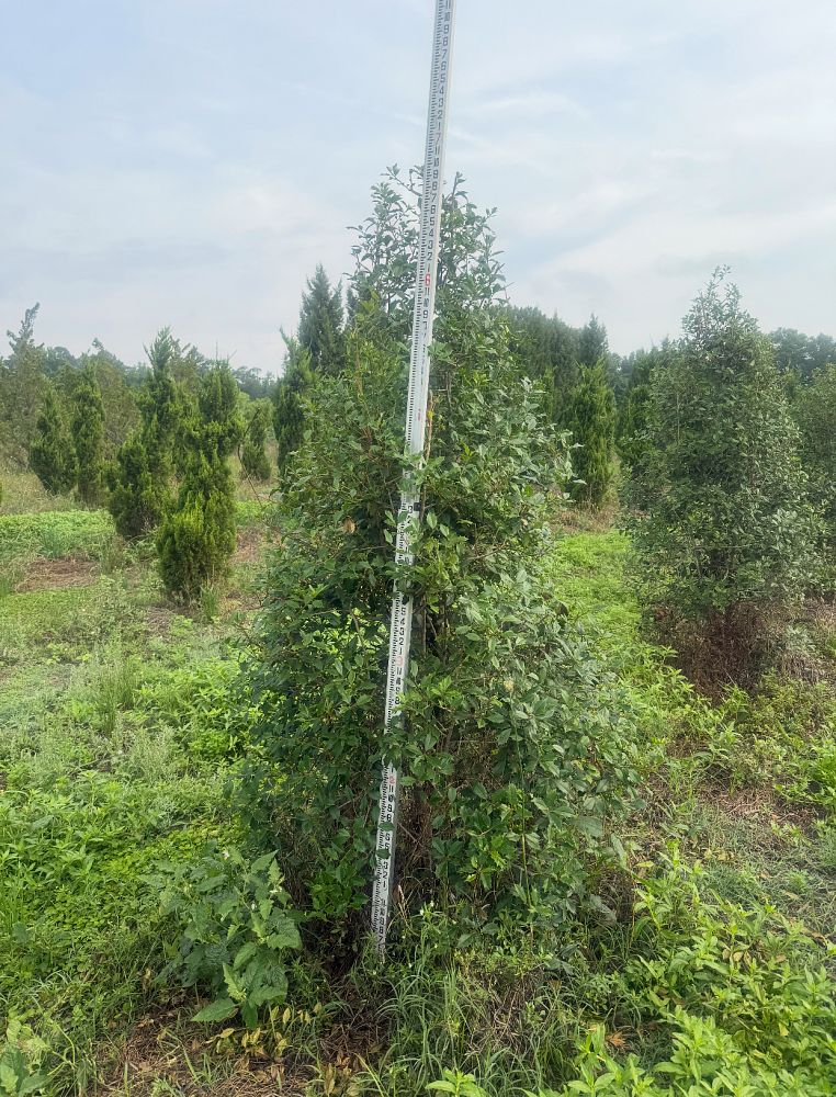 ilex-opaca-american-holly
