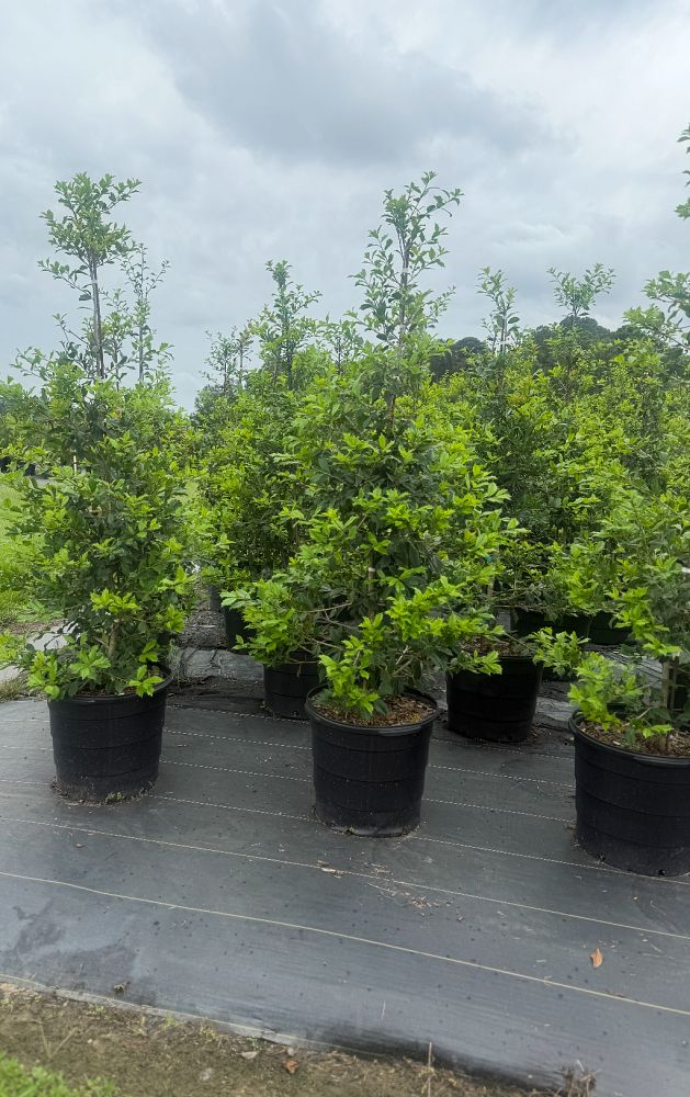 ilex-opaca-american-holly
