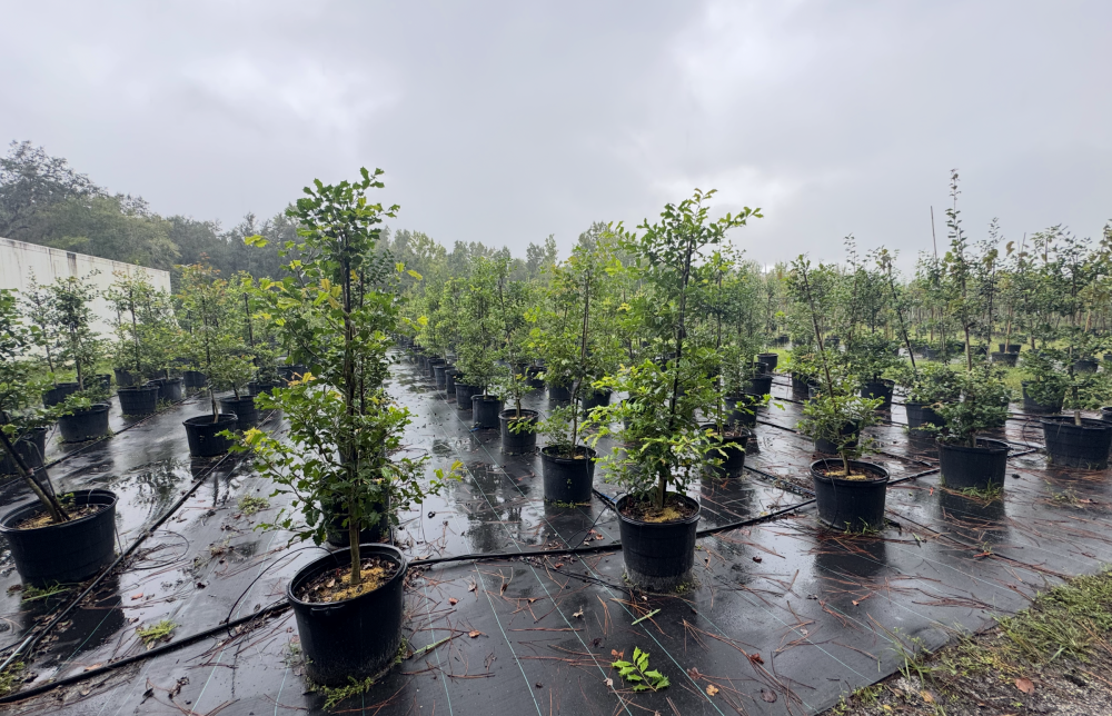 ilex-opaca-american-holly