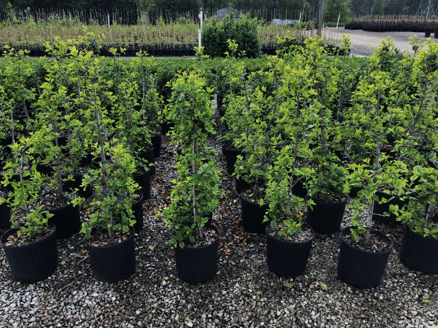 ilex-opaca-carolina-2-american-holly