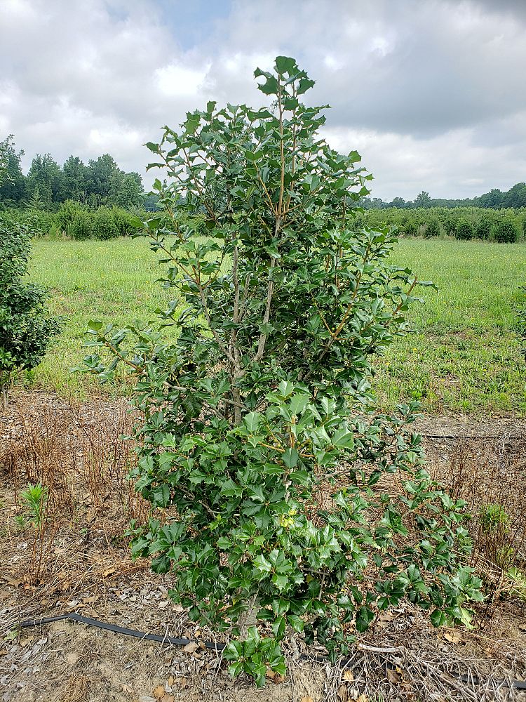 ilex-opaca-dan-fenton-american-holly