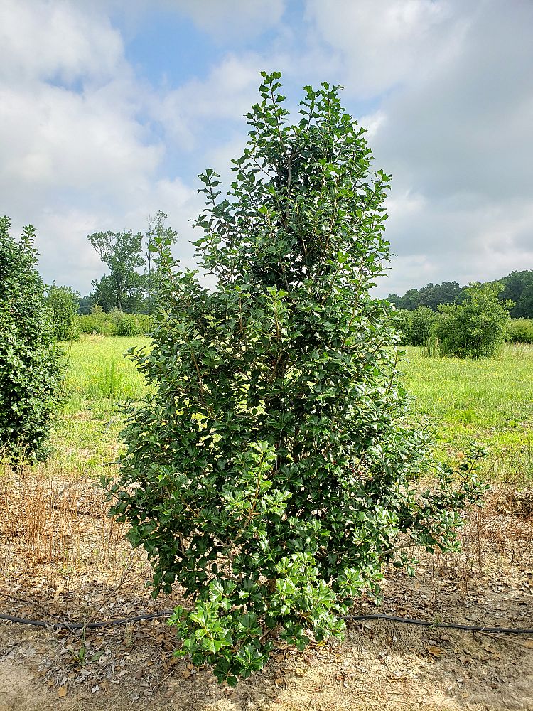 ilex-opaca-dan-fenton-american-holly