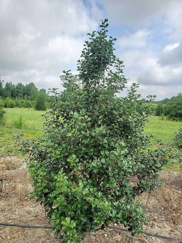 ilex-opaca-dan-fenton-american-holly