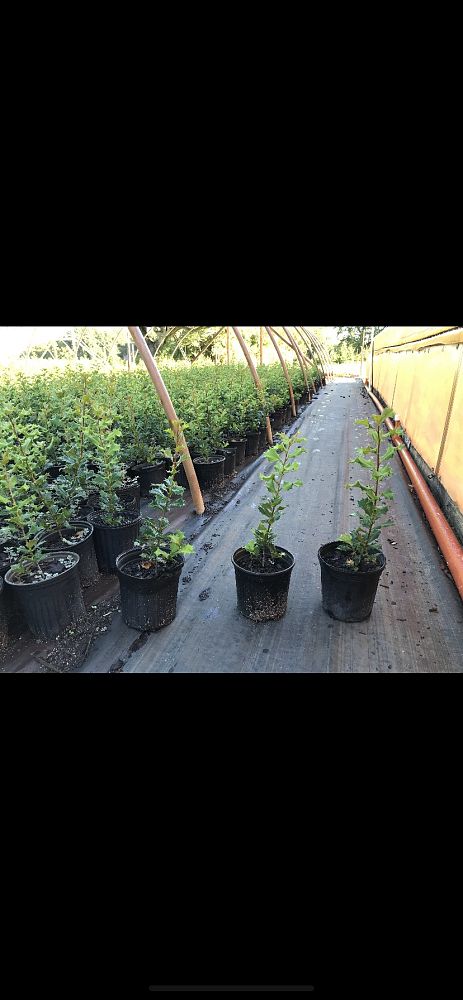 ilex-opaca-dan-fenton-american-holly