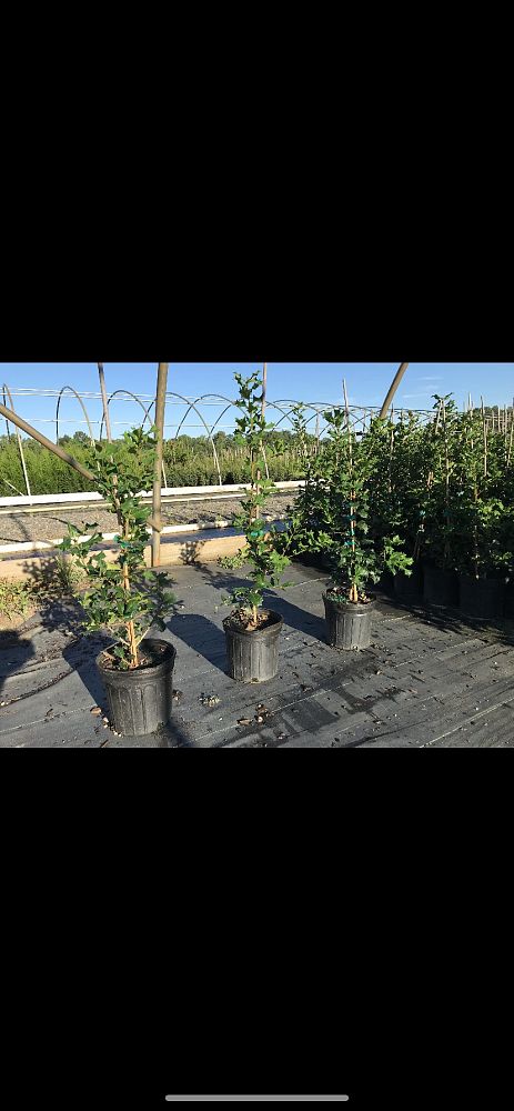 ilex-opaca-dan-fenton-american-holly