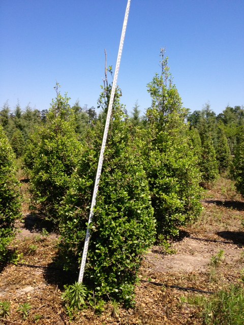 ilex-opaca-greenleaf-american-holly