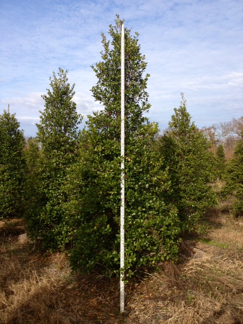 ilex-opaca-greenleaf-american-holly