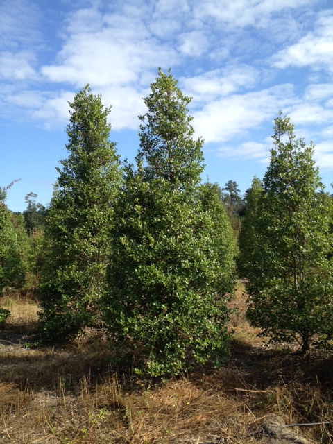 ilex-opaca-greenleaf-american-holly