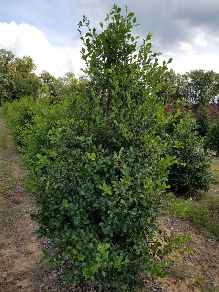 ilex-opaca-greenleaf-american-holly
