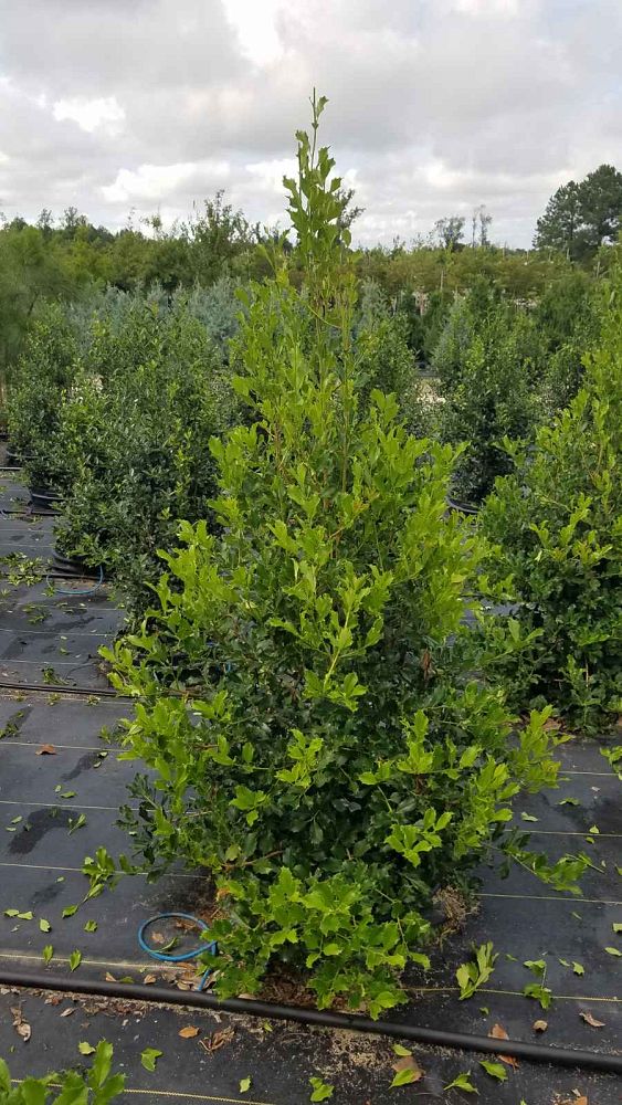 ilex-opaca-greenleaf-american-holly