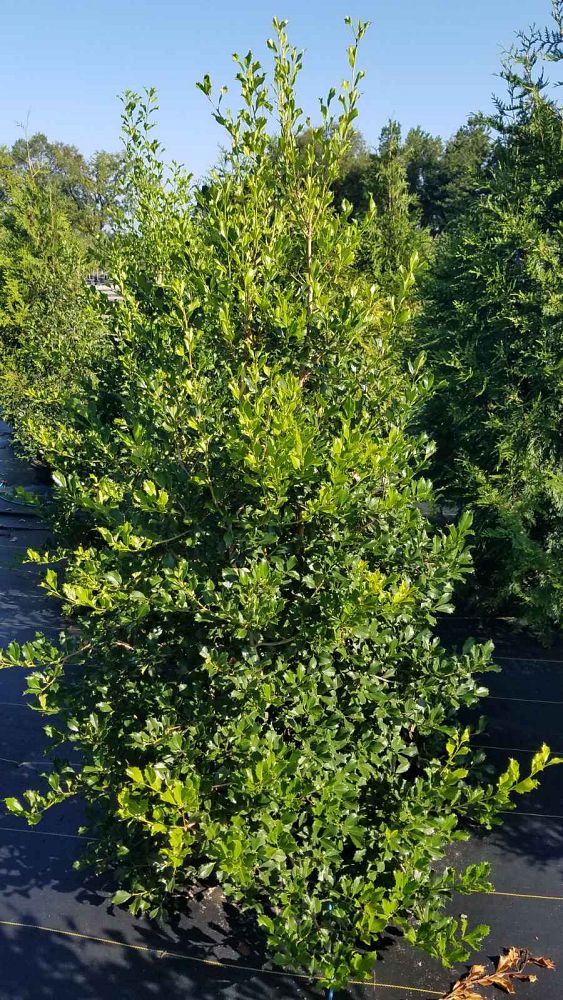 ilex-opaca-greenleaf-american-holly