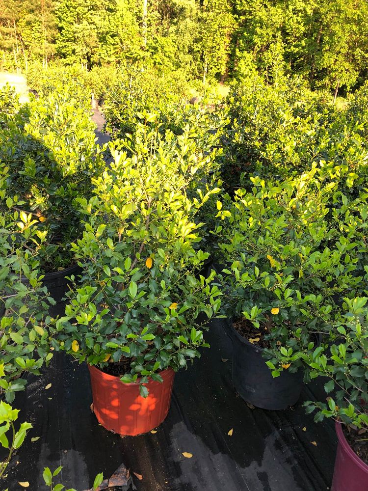 ilex-opaca-greenleaf-american-holly