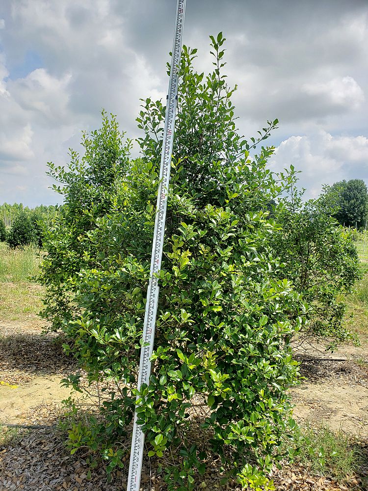 ilex-opaca-greenleaf-american-holly