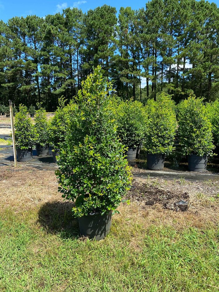 ilex-opaca-greenleaf-american-holly