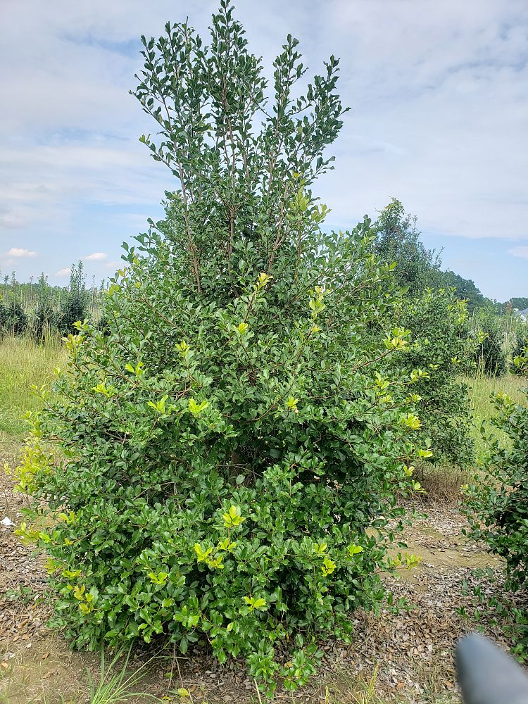 ilex-opaca-greenleaf-american-holly