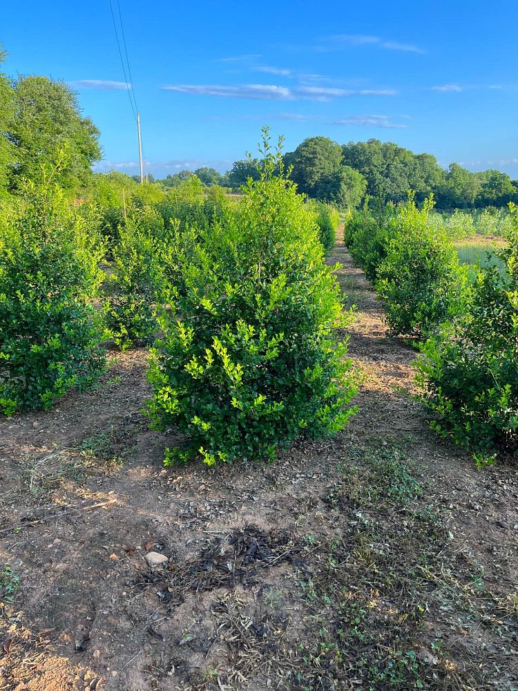 ilex-opaca-greenleaf-american-holly