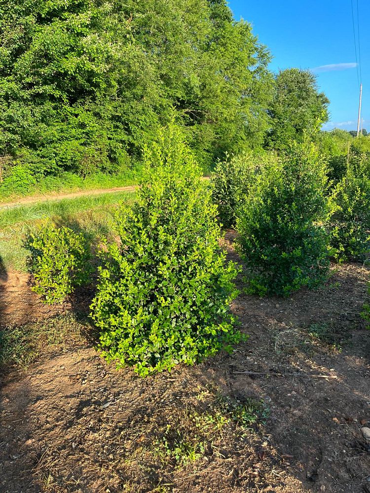 ilex-opaca-greenleaf-american-holly