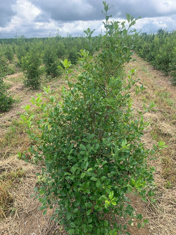 ilex-opaca-greenleaf-american-holly