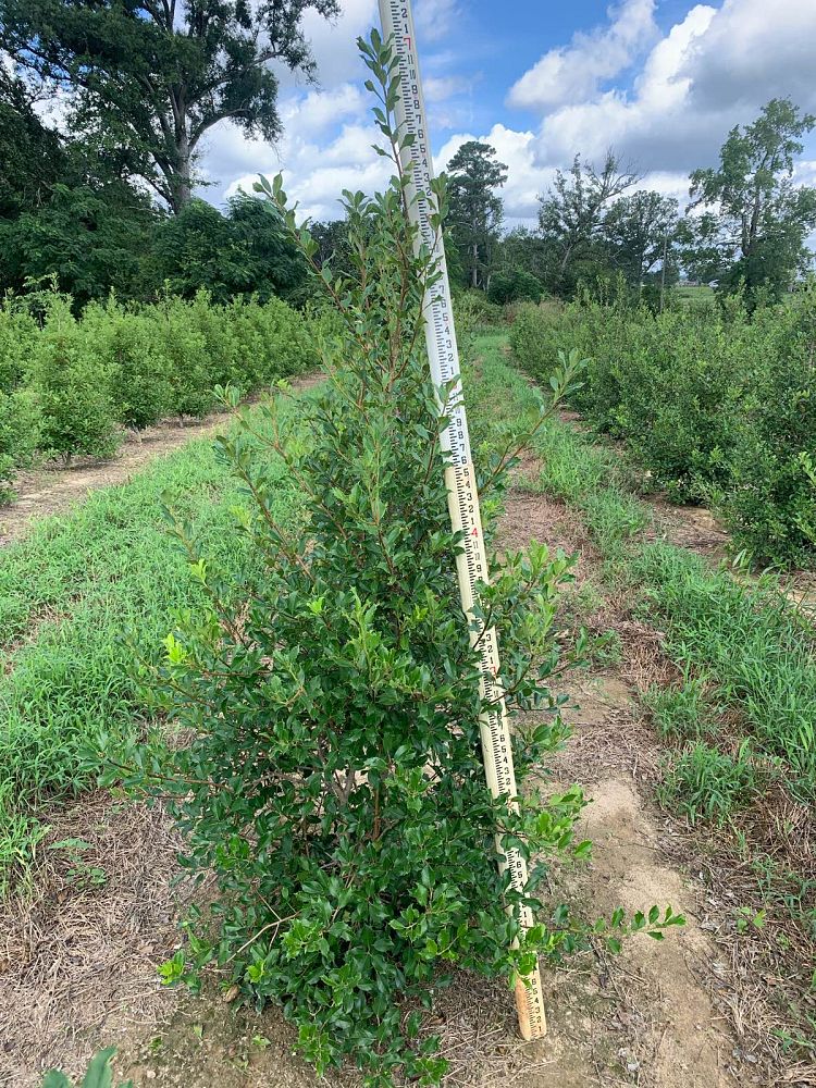 ilex-opaca-greenleaf-american-holly