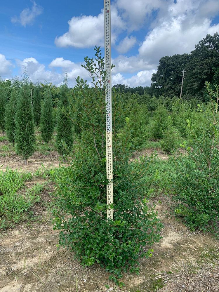 ilex-opaca-greenleaf-american-holly