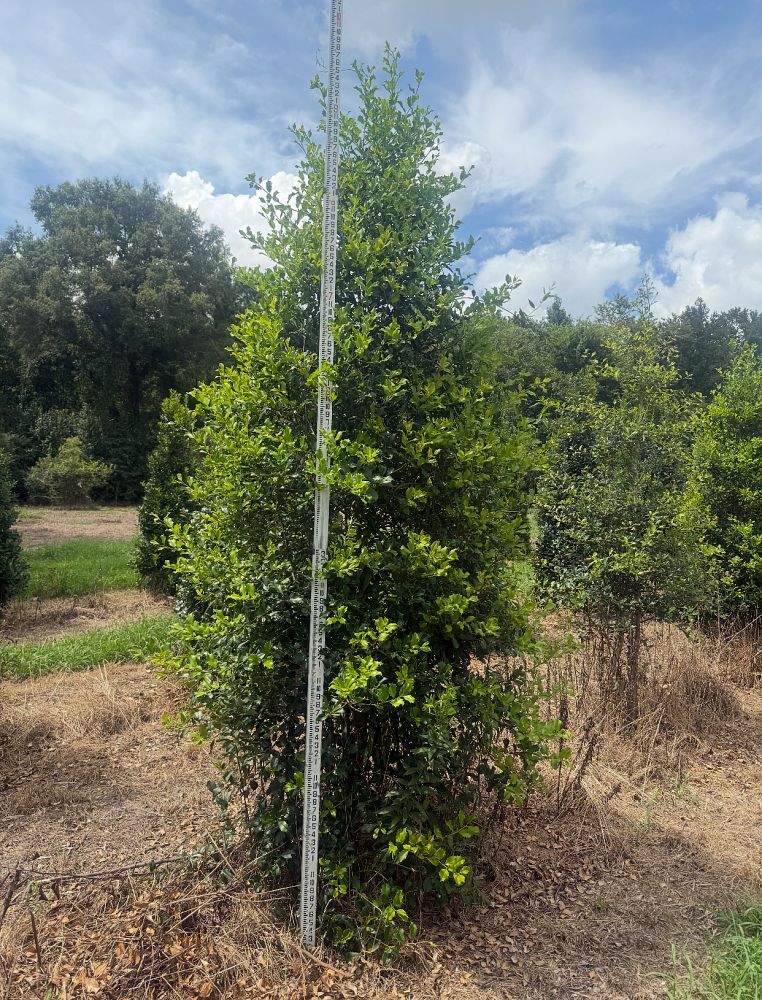 ilex-opaca-greenleaf-american-holly