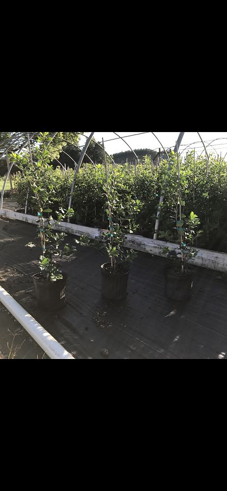 ilex-opaca-jersey-princess-american-holly